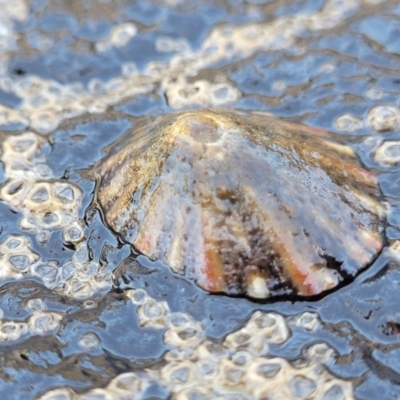 Unidentified Sea Snail or Limpet (Gastropoda) at Manyana, NSW - 5 Feb 2023 by trevorpreston