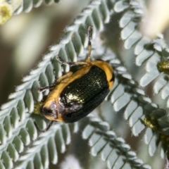 Aporocera (Aporocera) consors (A leaf beetle) at Hawker, ACT - 4 Feb 2023 by AlisonMilton