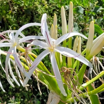 Crinum pedunculatum (Swamp Lily, River Lily, Mangrove Lily) at Manyana, NSW - 5 Feb 2023 by trevorpreston