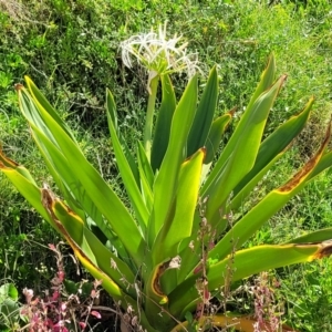 Crinum pedunculatum at suppressed - suppressed