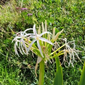 Crinum pedunculatum at suppressed - suppressed