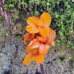Canna indica (Canna Lily) at Manyana, NSW - 5 Feb 2023 by trevorpreston