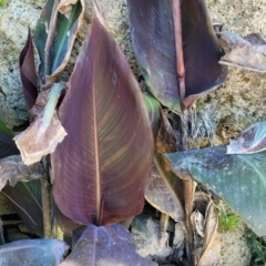 Canna indica at Manyana, NSW - 5 Feb 2023