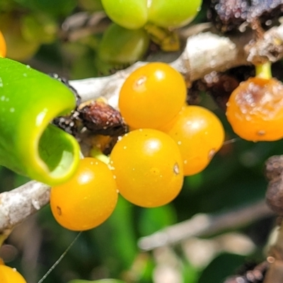 Coprosma repens (Mirror Bush) at Manyana, NSW - 5 Feb 2023 by trevorpreston