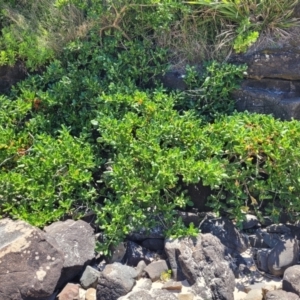 Coprosma repens at Manyana, NSW - 5 Feb 2023