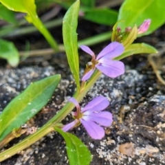 Lobelia anceps (Angled Lobelia) at Manyana Inyadda Drive development area - 5 Feb 2023 by trevorpreston