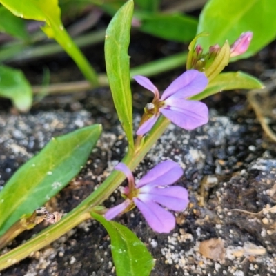 Lobelia anceps (Angled Lobelia) at Manyana, NSW - 5 Feb 2023 by trevorpreston