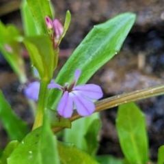 Lobelia anceps at Manyana, NSW - 5 Feb 2023