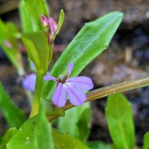 Lobelia anceps at Manyana, NSW - 5 Feb 2023 01:20 PM