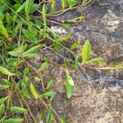 Lobelia anceps at Manyana, NSW - 5 Feb 2023 01:20 PM