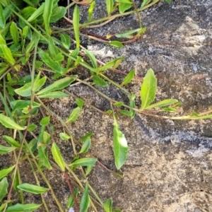 Lobelia anceps at Manyana, NSW - 5 Feb 2023 01:20 PM