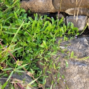 Lobelia anceps at Manyana, NSW - 5 Feb 2023 01:20 PM