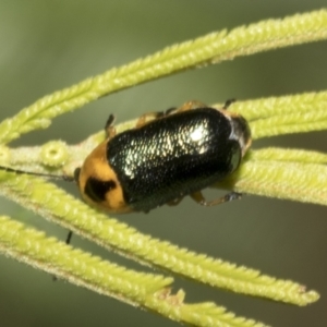 Aporocera (Aporocera) consors at Higgins, ACT - 4 Feb 2023