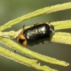 Aporocera (Aporocera) consors (A leaf beetle) at Higgins, ACT - 3 Feb 2023 by AlisonMilton