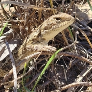 Amphibolurus muricatus at Manyana, NSW - 5 Feb 2023