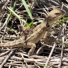 Amphibolurus muricatus at Manyana, NSW - 5 Feb 2023