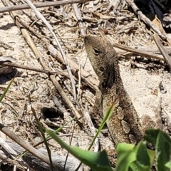 Amphibolurus muricatus at Manyana, NSW - 5 Feb 2023