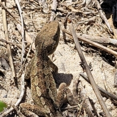 Amphibolurus muricatus at Manyana, NSW - 5 Feb 2023