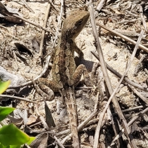 Amphibolurus muricatus at Manyana, NSW - 5 Feb 2023