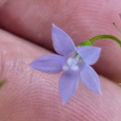 Wahlenbergia littoricola (Coast Bluebell) at Bendalong/Manyana path Manyana side of bridge. Private105 - 5 Feb 2023 by trevorpreston