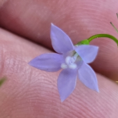 Wahlenbergia littoricola (Coast Bluebell) at Bendalong/Manyana path Manyana side of bridge. Private105 - 5 Feb 2023 by trevorpreston