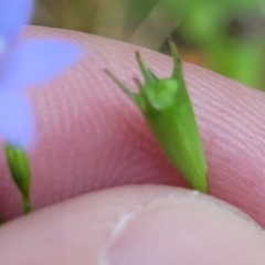 Wahlenbergia littoricola at Bendalong, NSW - 5 Feb 2023