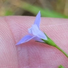 Wahlenbergia littoricola at Bendalong, NSW - 5 Feb 2023