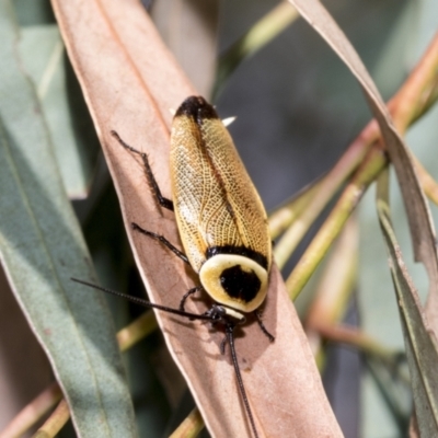 Ellipsidion australe (Austral Ellipsidion cockroach) at Higgins, ACT - 3 Feb 2023 by AlisonMilton