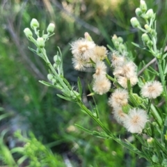 Erigeron bonariensis (Flaxleaf Fleabane) at Manyana Inyadda Drive development area - 5 Feb 2023 by trevorpreston