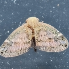 Scolypopa australis (Passionvine hopper, Fluffy bum) at Narrabundah, ACT - 5 Feb 2023 by Mike