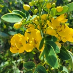 Senna pendula var. glabrata (Easter Cassia) at Manyana Inyadda Drive development area - 5 Feb 2023 by trevorpreston