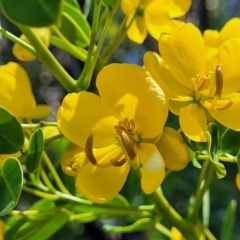 Senna pendula var. glabrata at Bendalong, NSW - 5 Feb 2023