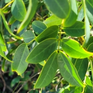 Senna pendula var. glabrata at Bendalong, NSW - 5 Feb 2023