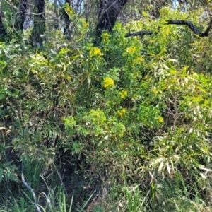 Senna pendula var. glabrata at Bendalong, NSW - 5 Feb 2023