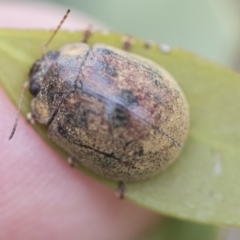 Trachymela sp. (genus) (Brown button beetle) at Scullin, ACT - 19 Nov 2022 by AlisonMilton