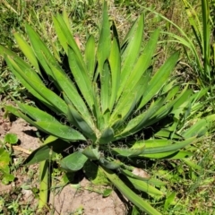 Agave filifera (Thread Agave) at Bendalong, NSW - 5 Feb 2023 by trevorpreston