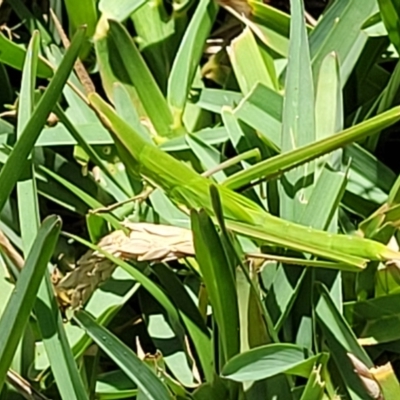 Acrida conica (Giant green slantface) at Bendalong, NSW - 5 Feb 2023 by trevorpreston