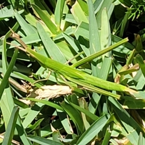 Acrida conica at Bendalong, NSW - 5 Feb 2023