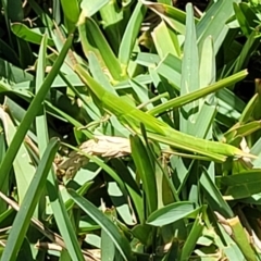 Acrida conica at Bendalong, NSW - 5 Feb 2023