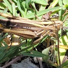 Caledia captiva (grasshopper) at Bendalong, NSW - 5 Feb 2023 by trevorpreston