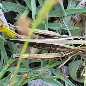 Caledia captiva at Bendalong, NSW - 5 Feb 2023