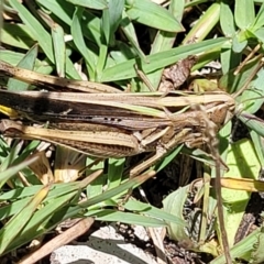 Caledia captiva at Bendalong, NSW - 5 Feb 2023