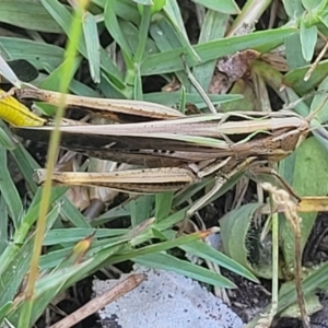 Caledia captiva at Bendalong, NSW - 5 Feb 2023