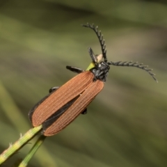 Porrostoma sp. (genus) (Lycid, Net-winged beetle) at Higgins, ACT - 4 Feb 2023 by AlisonMilton