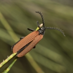 Porrostoma sp. (genus) at Higgins, ACT - 4 Feb 2023