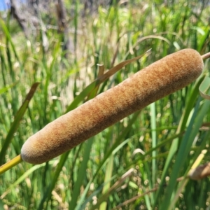 Typha domingensis at Bendalong, NSW - 5 Feb 2023