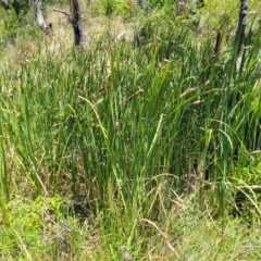 Typha domingensis at Bendalong, NSW - 5 Feb 2023