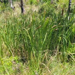 Typha domingensis at Bendalong, NSW - 5 Feb 2023