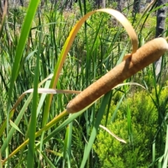 Typha domingensis at Bendalong, NSW - 5 Feb 2023