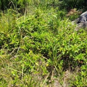 Hibbertia scandens at Bendalong, NSW - 5 Feb 2023